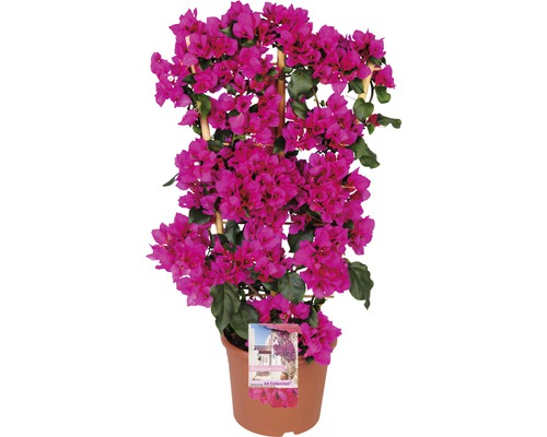 Drillingsblume Spalier FloraSelf Bougainvillea 'Sanderiana' Gesamthöhe ca. 100 cm Ø 23 cm Topf lila