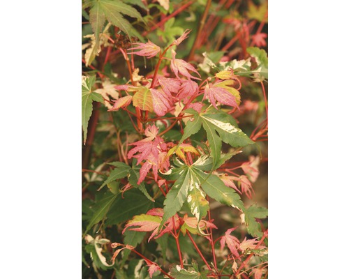 Buntblättriger Fächerahorn Acer palmatum 'Oridono Nishiki' H 40-60 cm Co 4 L Nahaufnahme eines japanischen Ahorns mit grünem und rötlichem Laub