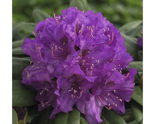 Ball-Rhododendron Rhododendron degronianum ssp. Yakushimanum 'Bohlken's Lupinenberg Laguna' ® H 25-30 cm Co 5 L