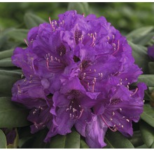 Rhododendronblüte