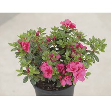 Azaleenpflanze mit Blüten im Topf