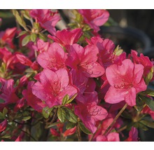 Azalee mit Blüte