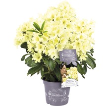Dufthecke Rhododendron im Topf mit hellen Blüten