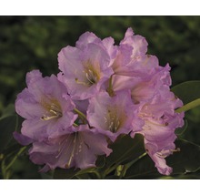 Easydendron Rhododendron Inkarho® 'Dufthecke Rosa' H 25-30 cm Co 5 L kalktolerante Rhododendron