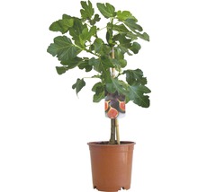 Feigenbaum im Topf mit Etikett