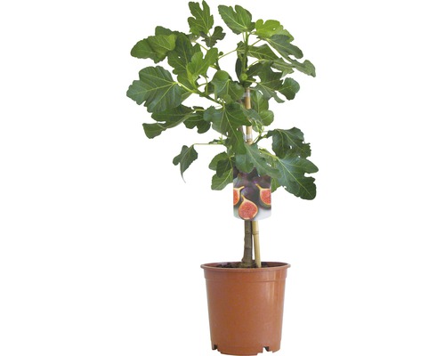 Feigenbaum im Topf mit Etikett