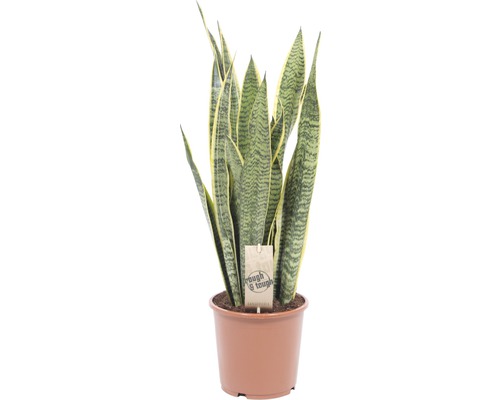 Bogenhanf FloraSelf Sansevieria trifasciata 'Laurentii' H 50-60 cm Ø 17 cm Topf