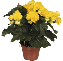 Elatior-Begonie FloraSelf Begonia elatior 'Rebecca' H 30-40 cm Ø 14 cm Topf-thumb-0 Elatior-Begonie FloraSelf Begonia elatior 'Rebecca' H 30-40 cm Ø 14 cm Topf-thumb-0