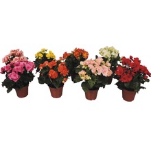 Verschiedene Begonien in Töpfen