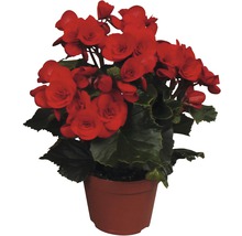 Begonie im Topf mit roten Blüten und grünen Blättern.