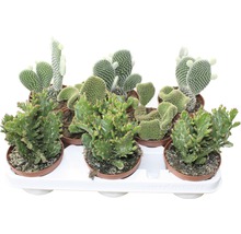 Verschiedene Kakteen in Töpfen auf einem Tablett