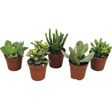 Fünf Sukkulenten in Töpfen