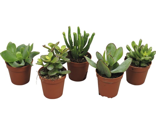 Fünf Sukkulenten in Töpfen
