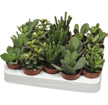 Verschiedene Sukkulenten in Töpfen auf einem weißen Tablett