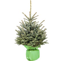 Blaufichte im Topf mit Ballentuch