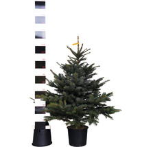 Blaufichte im Topf mit Messskala zur Größenangabe