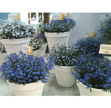 Verschiedene Lobelia-Pflanzen in Töpfen