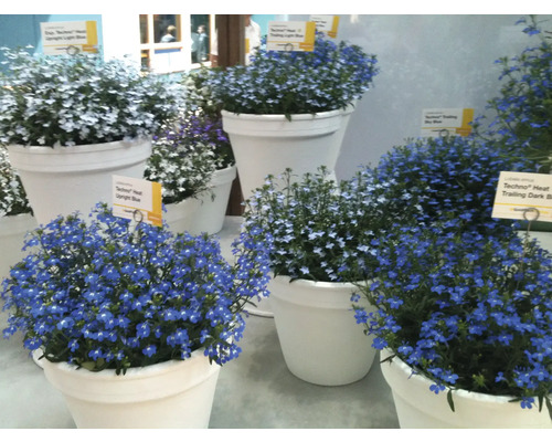 Verschiedene Lobelia-Pflanzen in Töpfen