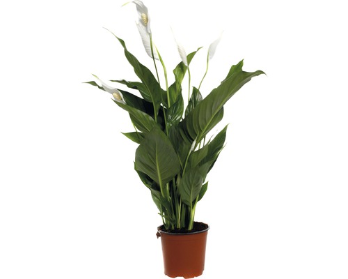 Einblatt FloraSelf Spathiphyllum wallisii 'Sweet Silvio' H 60-80 cm Ø 14 cm Topf