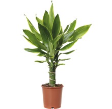 Glücksfeder in einem Topf