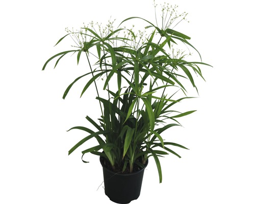Zyperngras FloraSelf Cyperus diffusus 14er Topf Zyperngras Pflanze im Topf