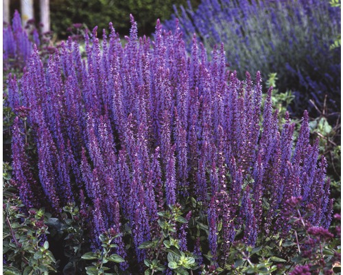 Hainsalbei, Ziersalbei FloraSelf Salvia nemorosa H 5-20 cm Co 3 L