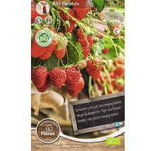 Bio Pendula Erdbeerpflanze für Topf und Hängekorb