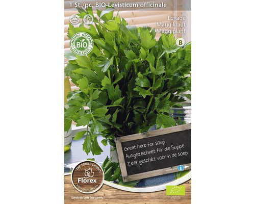 Bio-Maggikraut Pflanze im Topf