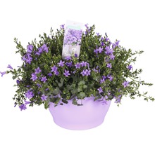 Glockenblume in einem Pflanzgefäß