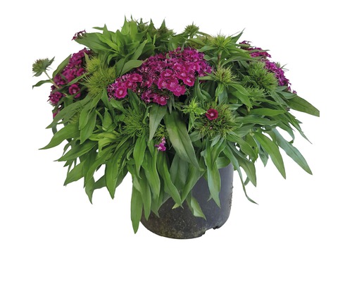 Bartnelken Mix FloraSelf Dianthus barbatus H 10-40 cm Co 3 L zweijährig