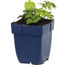 Weißblühende FloraSelf Küchenschelle Pulstilla vulgaris H 5-20 cm Co 0,5 L