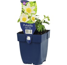 Weißblühende FloraSelf Küchenschelle Pulstilla vulgaris H 5-20 cm Co 0,5 L