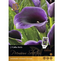 Packung mit zwei Calla Akela Blumenzwiebeln