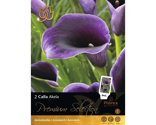 Blumenzwiebel Premium Calla 'Akela' 2 Stk.