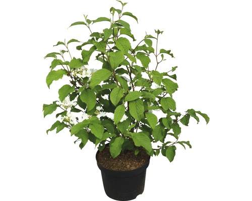 Japanischer Schneeball FloraSelf Viburnum plicatum 'Mariesii' H 40-60 cm Co 5 L Schneeballstrauch im Topf mit grünen Blättern und weißen Blüten