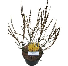 Goldglöckchen, Forsythie FloraSelf Forsythia intermedia 'Mikador' H 80-100 cm Co 10 L