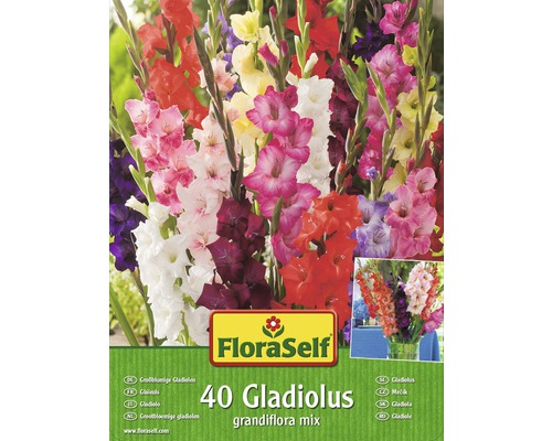 Blumenzwiebel Gladiolen 'Grossblumiger Mix' 40 Stk