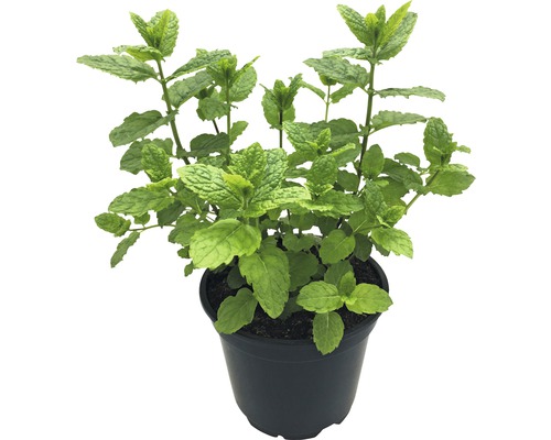 Englische Pfefferminze 'Black Mitcham' FloraSelf Mentha piperita 'Black Mitcham' H 5-20 cm Co 0,5 L Englische Pfefferminze 'Black Mitcham' FloraSelf Mentha piperita 'Black Mitcham' H 5-20 cm Co 0,5 L
