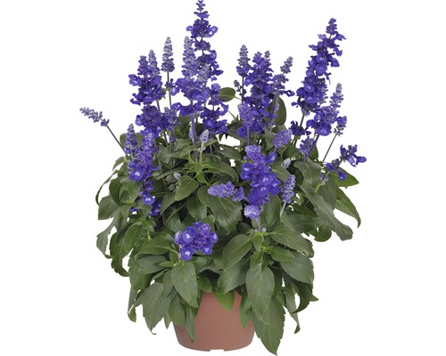 Mehl-Salbei FloraSelf Salvia farinacea 'Sallyfun Deep Ocean' Ø 12 cm Topf