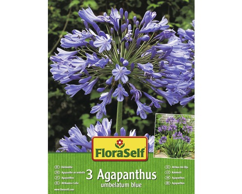 Blumenzwiebel Agapanthus/Doldenlilie blau 3 Stk