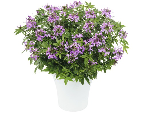 Spinnenpflanze FloraSelf Cleome x Hybride 'Clio Magenta' Ø 12 cm Topf