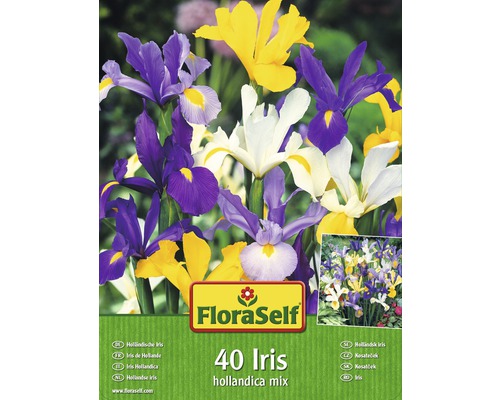 Blumenzwiebel Schwertlilie/Iris Hollandica Mischung 40 Stk.