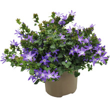 Glockenblume in einem Topf