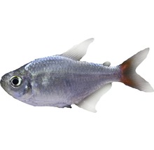 Silbersalmler