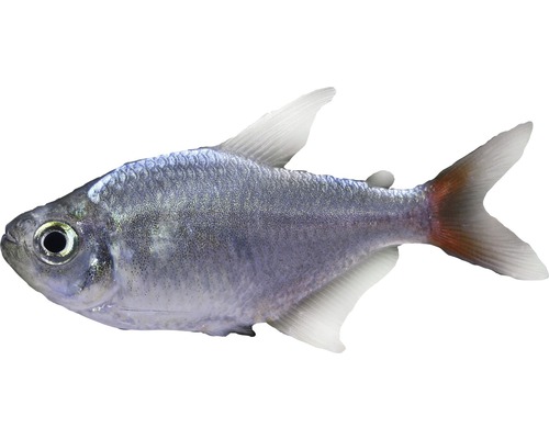 Silbersalmler