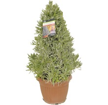 Lavendelbusch im Topf