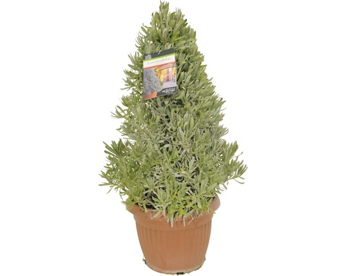 Lavendelbusch im Topf