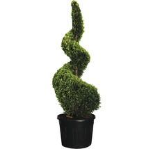 Spiralzypresse im Topf