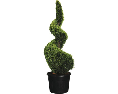 Spiralzypresse im Topf