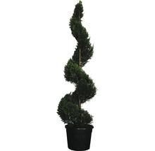 Spiralzypresse im Topf